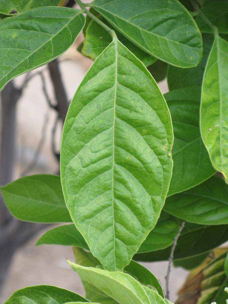              Unifoliolate leaf (Riverside, CA)       